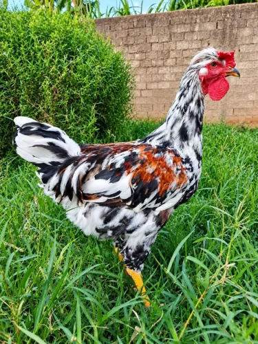 Galo