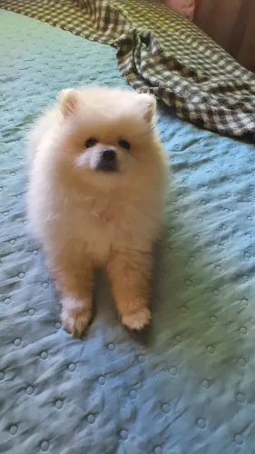 Lulu da Pomerânia fêmea spitz alemão.