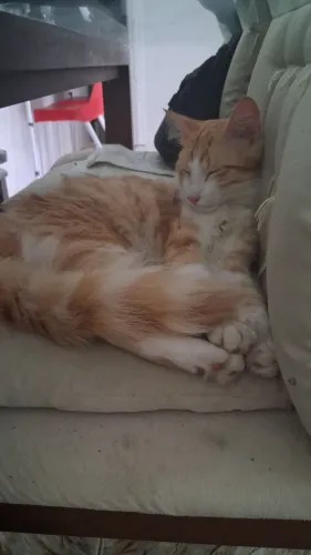 Doação  de gato