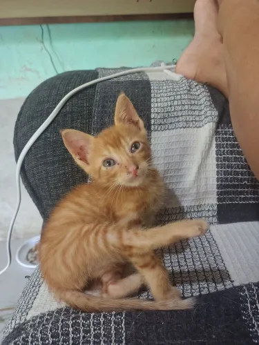 Gatinho amarelo