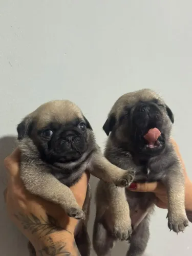 Vendo filhote de pug fêmea