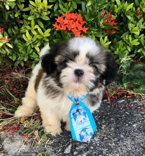 Vendo Shitzu macho micro ?