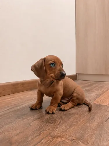 Promoção Daschund Mini