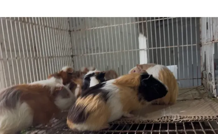 Macho porquinho Índia