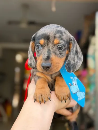 Dachshund arlequim prata olho parcial azul macho