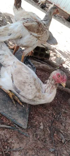Vende se galinhas indianas crista bola 