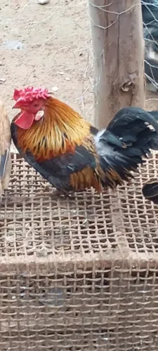Galos ganizé