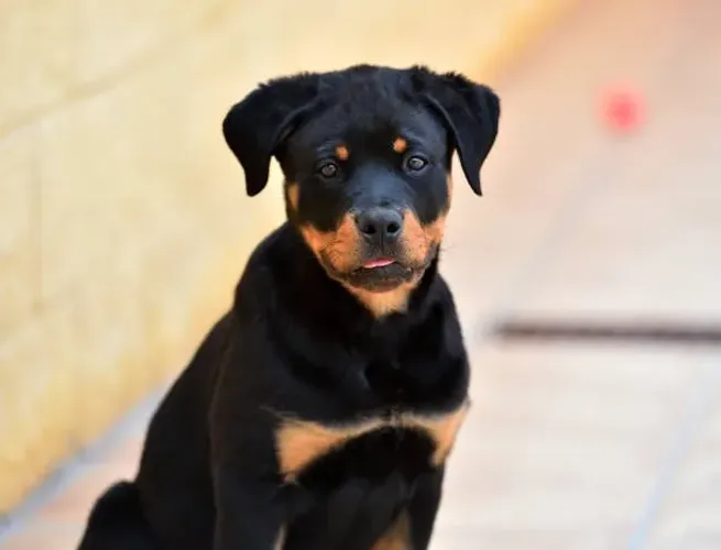 Filhotes Rottweiler de Alto Nível ?