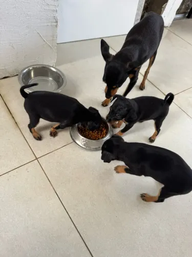 Filhotes de miniatura Pinscher