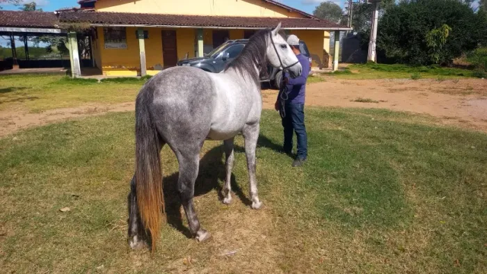 POTRO QUARTO DE MILHA PURO COM DOCUMENTO 3/4 LINHAGEM VAQUEJADA
