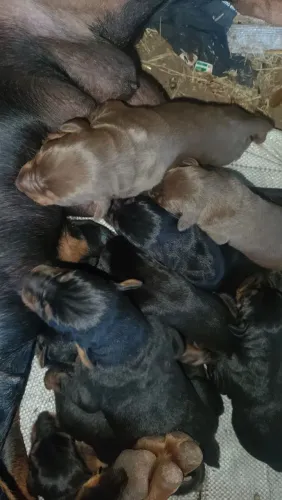 Filhote dobermann 