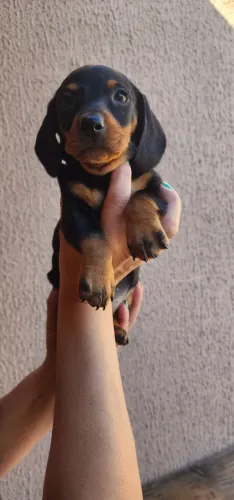 Dachshund à vista! Venha conhecer nossos filhotes