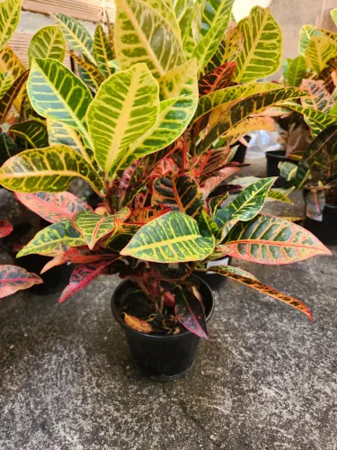 Croton Petra de até 50 cm
