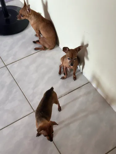 Pinscher?s Adoção responsável 