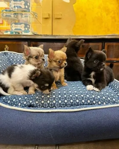 Filhotes Chihuahua