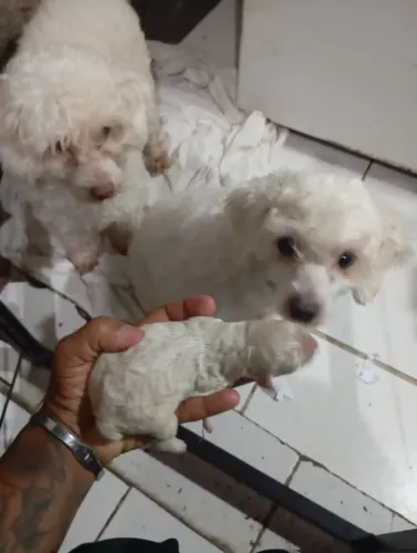 Vêndo filhote de poodle número 1, sem mistura de raça ,valor ,550 reais 