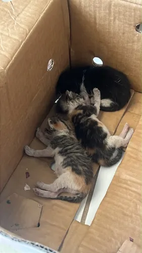 Gatos para adoção