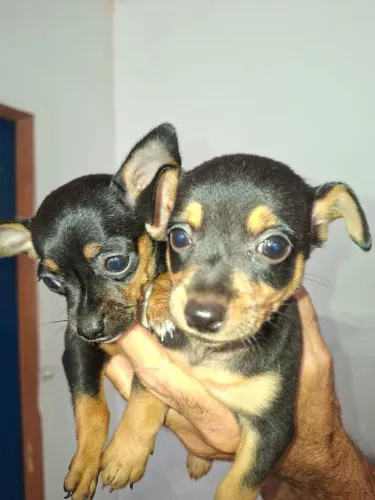Vende cachorro Pincher número 1