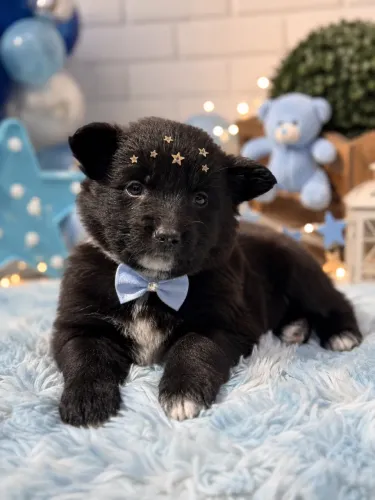 Seu melhor amigo em 4 patas! Border collie macho promoção