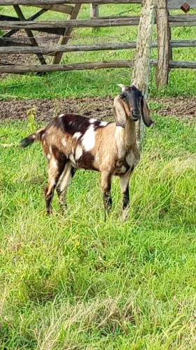 CABRA ANGLO NUBIANA - CABRITO E CABRA TOP