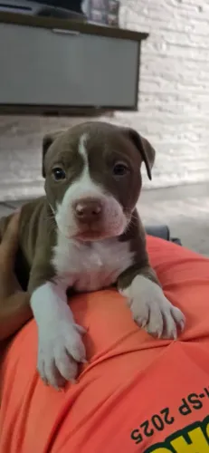 Filhote de Pitbull a venda
