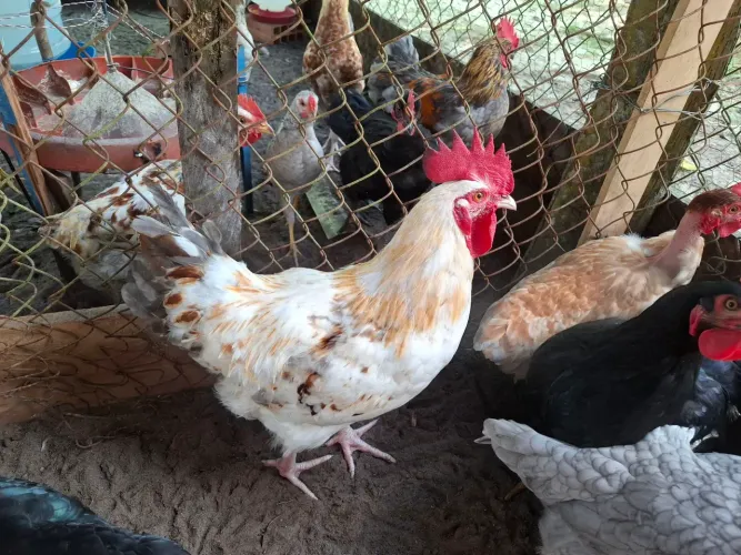 Vende-se Frango 