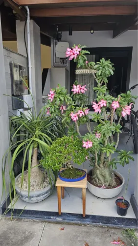 Rosa do deserto grande