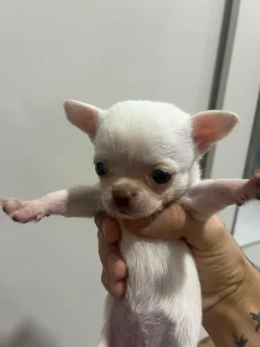 Chihuahua
