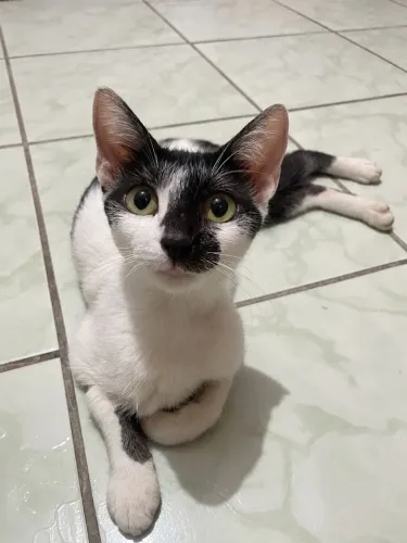 Adote a gata Nina