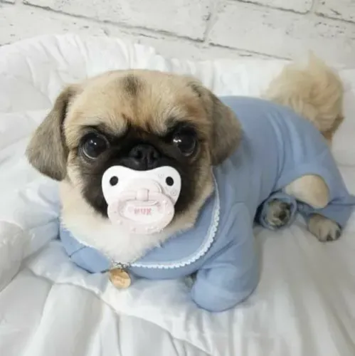 Pug Um amigo que entende o silêncio
