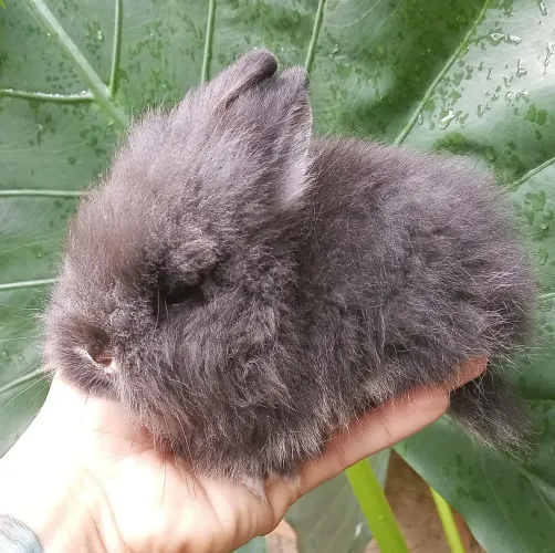 Mini Coelho angora