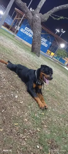 Vendo essa rottweiler fêmea raça pura, 
