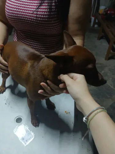 Cachorrinho abandonado para adoção 