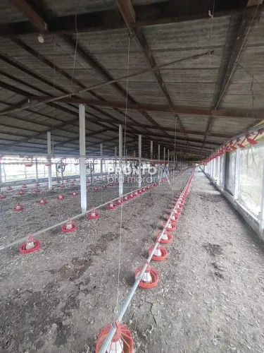Fazenda/Sítios/Chácaras com 4 quartos em Alto José Leal