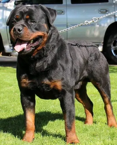 Rottweiler cão de guarda procedência parcelo até 18x....