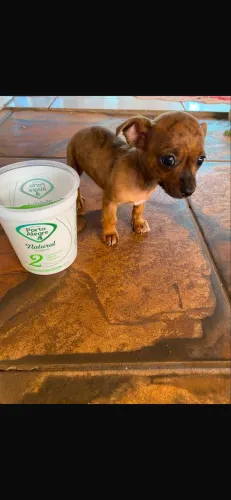 Pinscher filhote 