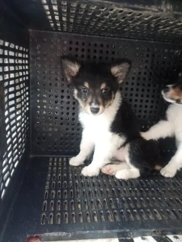 Vendo lindas fêmeas da Raca Border Collie