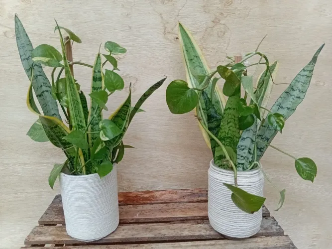 Arranjo Jiboia e Espada de São Jorge<br>Ambiente interno R$ 50,00