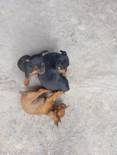 Cachorro Pincher N°2