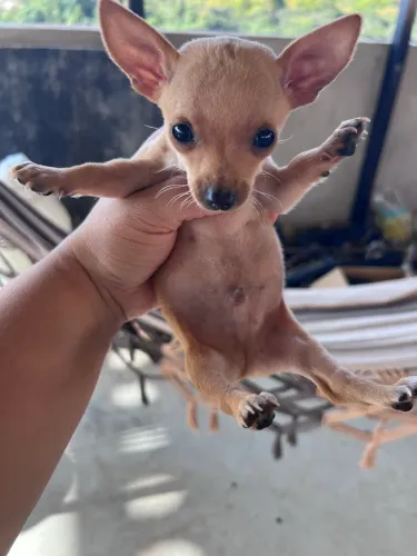 Pincher