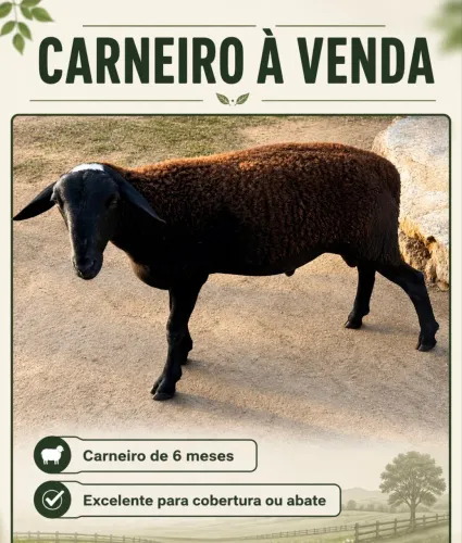 Carneiro 6 meses - ótimo para reprodução ou abate - Betim/MG