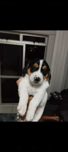 cachorro raça Basset (salsicha)