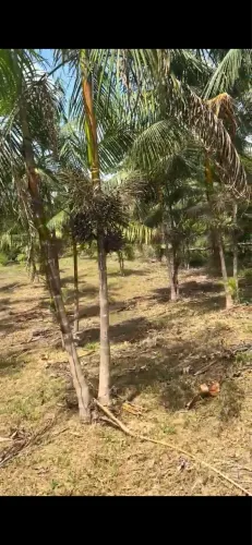 Chácara a venda