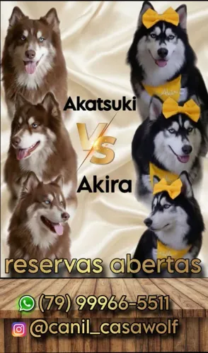 Filhotes de husky siberiano super Wolly 