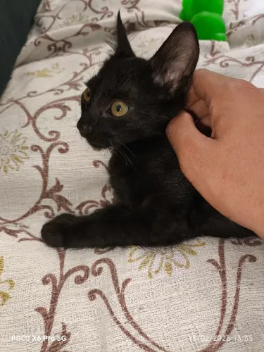 Gato preto filhote para adoção