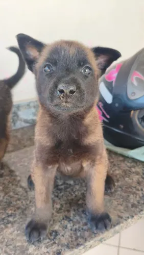 Vendo filhotes pastor belga malinois