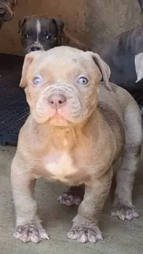 Pit monster filhotes 