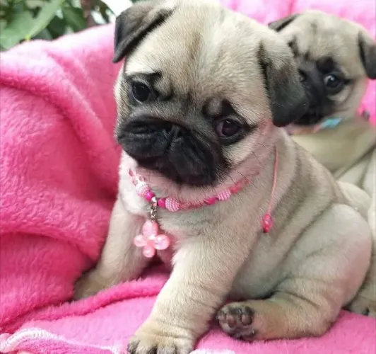 Filhotes de Pug | Mais carinho no seu dia a dia.