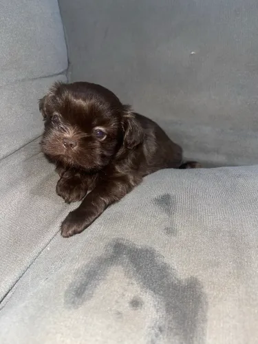 Shih Tzu