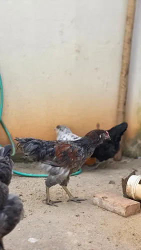 Frango mestiço 
